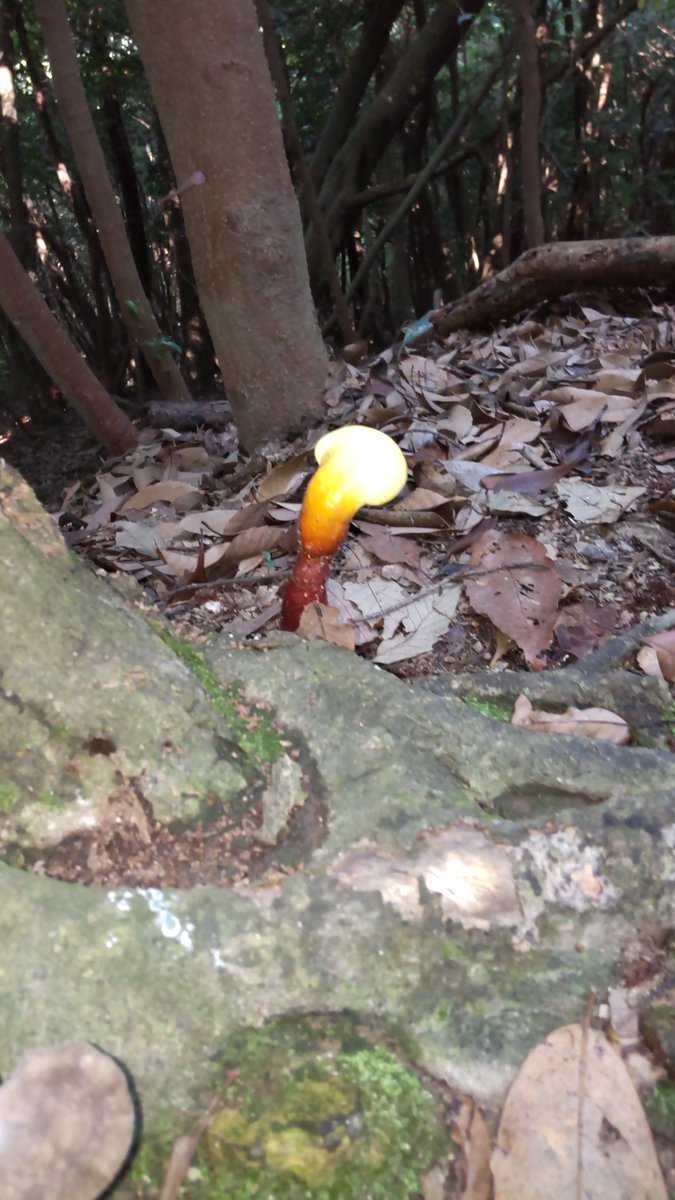 気になるキノコ🍄
 #耳成山のキノコ