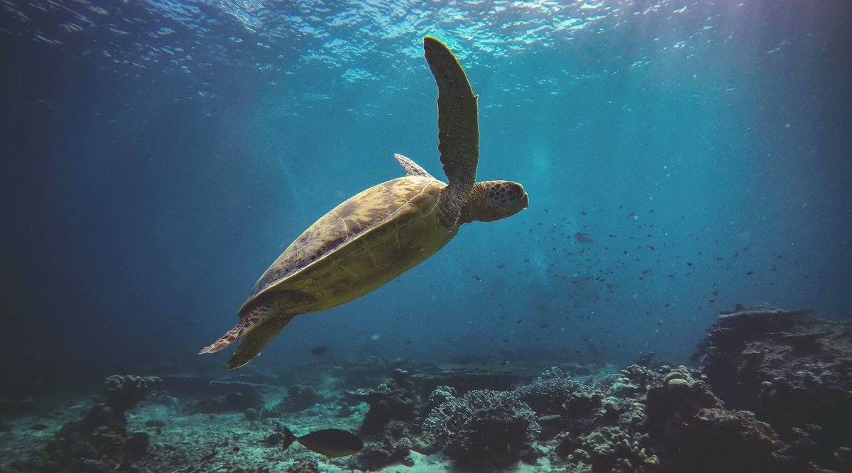 Which turtles are most endangered? Learn about their conservation and the threats they face: becausetees.com/blogs/articles… #worldturtleday #worldturtleday2023