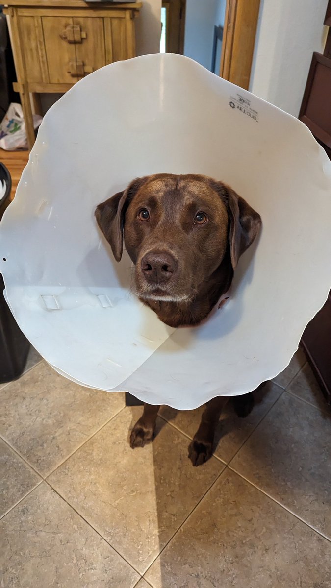 RickCurrier's tweet image. Chocolate Lab Friday. Knocking down everything over in sight. #DogsofTech