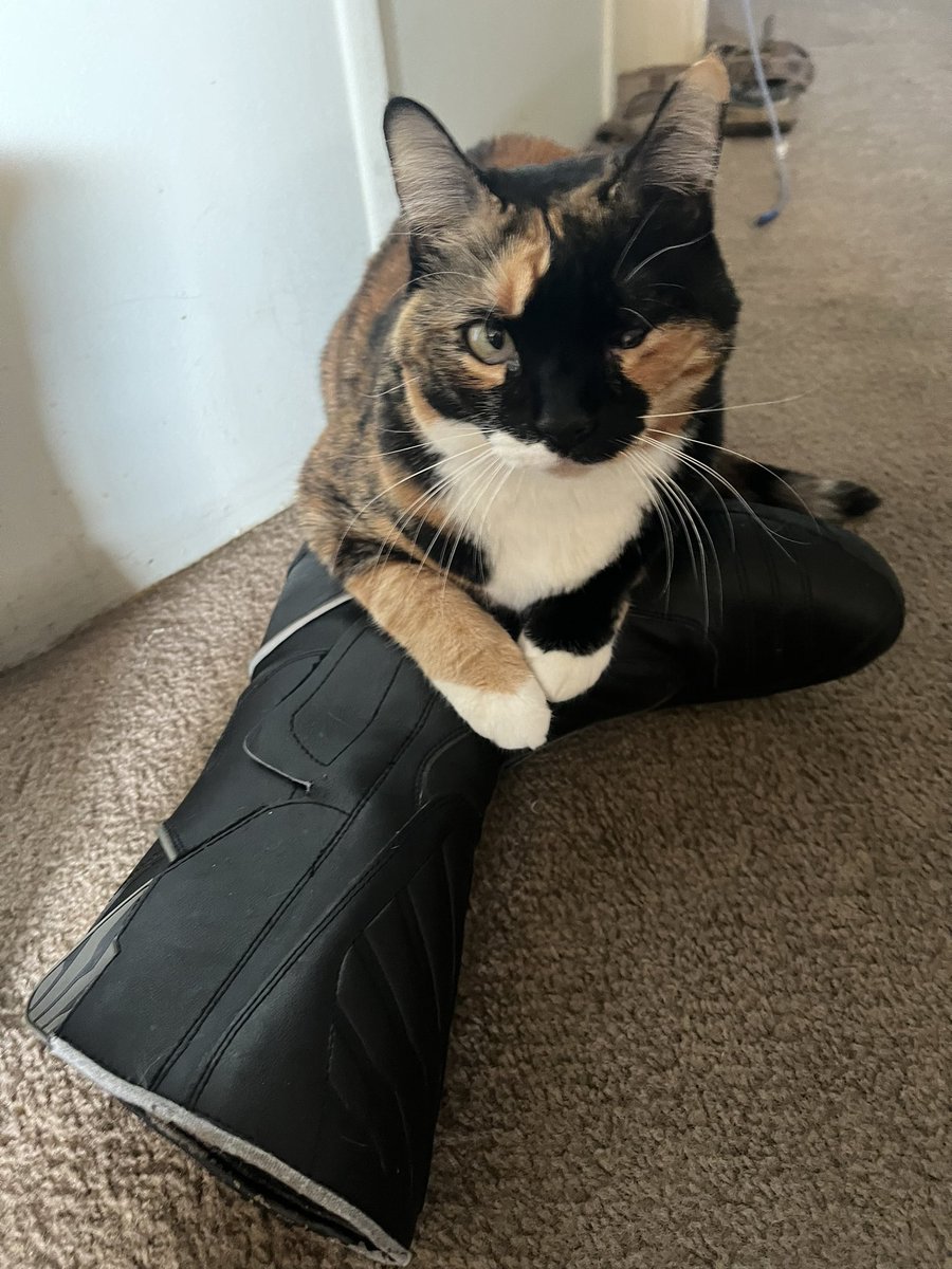 PersiDiva's tweet photo. My collection of shoes is growing.
Now I can go motorcycle riding with my dad!
Purrs! 💞😽🏍️ https://t.co/tg0UGCPkRQ