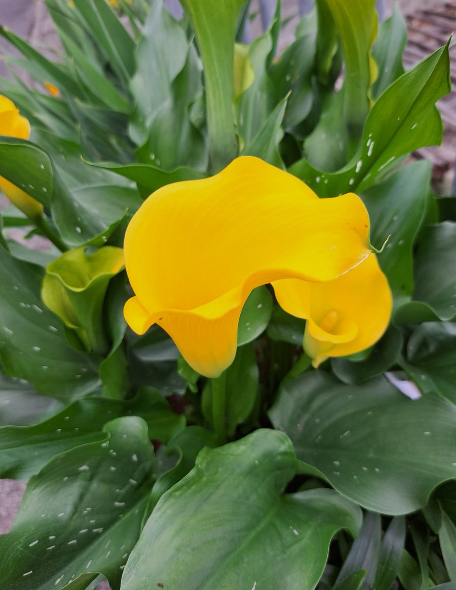 ikumatsu02's tweet photo. πΊπππ ππππππποΈ πΏ
.ππ²πΈπ€
#yellowcollar https://t.co/wQO7CAbRdV