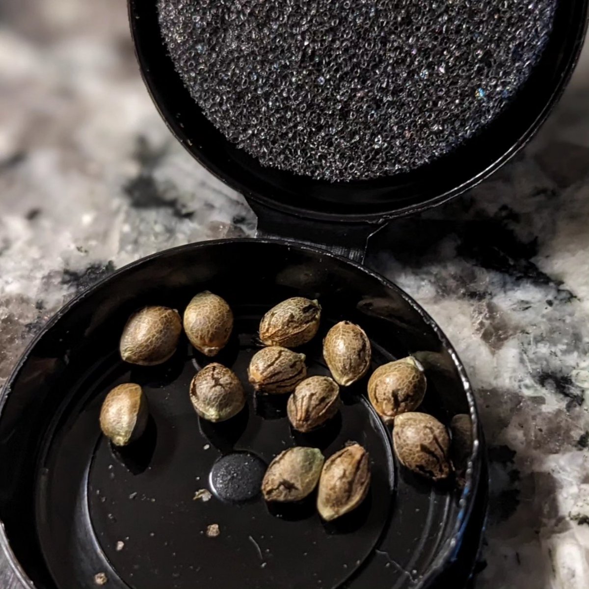 LaNormeCannabis's tweet photo. It's that time again ✨
@bloomseedco #phenohunt #phenolove #newdrop #seedoflife #seedshot #bloomseedco #strawberrycreamcake #strainnerd #strainspecific #lanormecannabis #thenewnormal #thebestonly #staytuned https://t.co/MIHDc2Jhnn