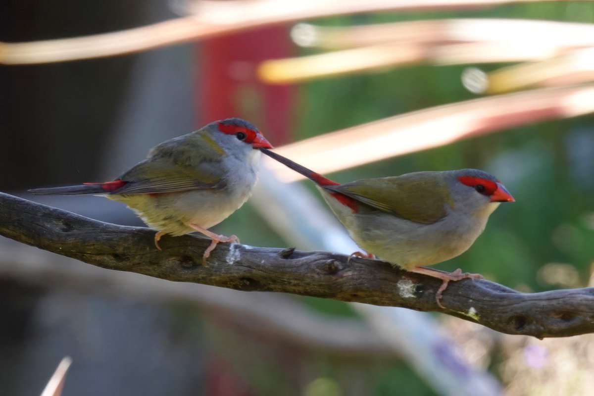 #FirstSeenAndHeard #FSAH 

Finally a wee bird has braved the wild wind! 
Seen: Red-browed Finch. Heard: Crimson Rosella. South Gippsland, Australia

@birdemergency 
#birdwatching #BirdTwitter #birdphotography #WildOz #bird #TwitterNatureCommunity #BirdsSeenIn2023 #SonyRX10iv