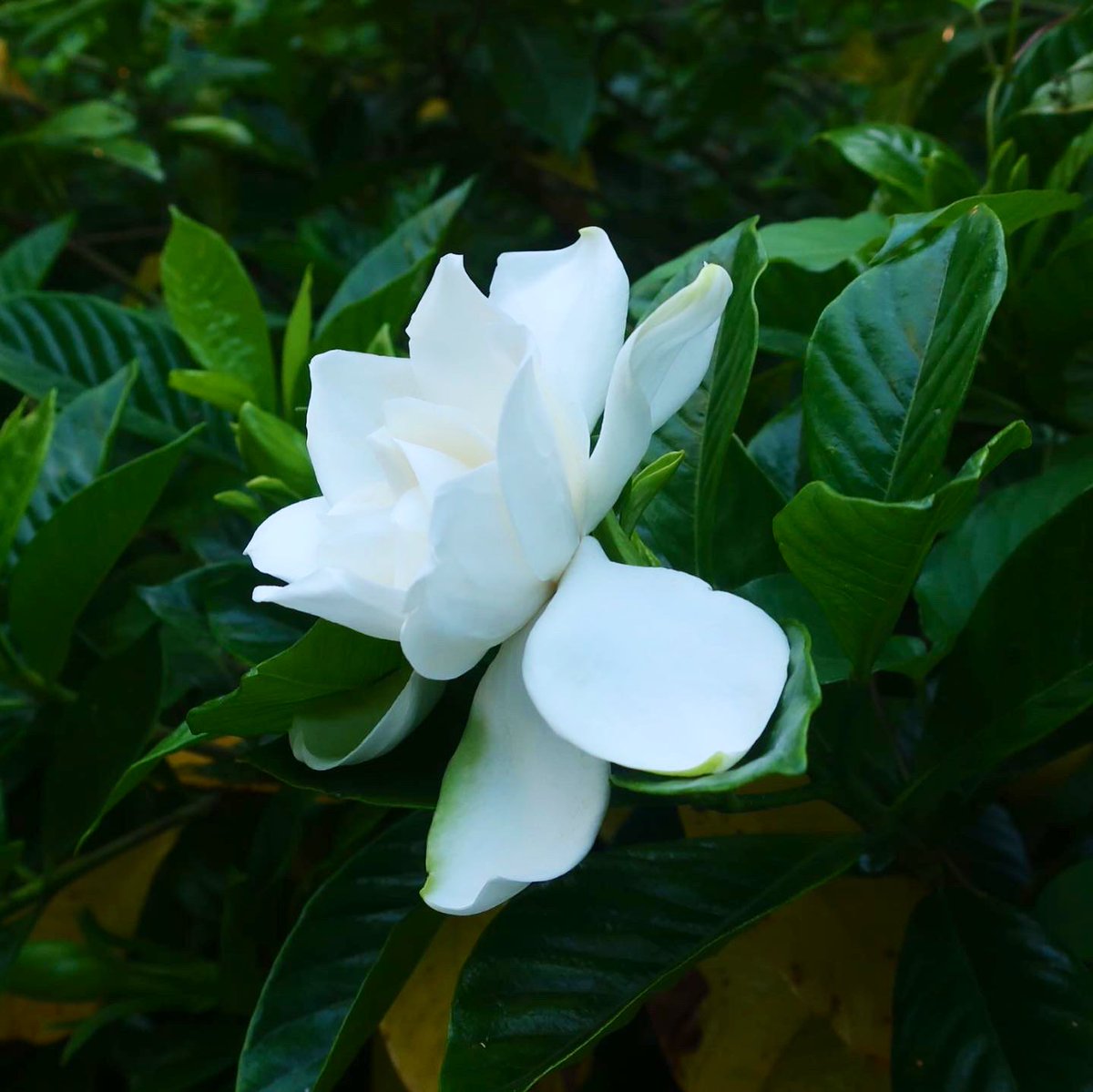 KNarujima's tweet photo. No spots or bugs, pure white!! 👉 https://t.co/s3vfSFN8ei
シミなし、虫なし、真っ白!続きは上のリンクから。
#capejasmine #doubleflowered #gardeniajasminoides #color #八重咲き #八重梔子 #ヤエクチナシ #クチナシ #梔子 #色 https://t.co/J5FG2m612W