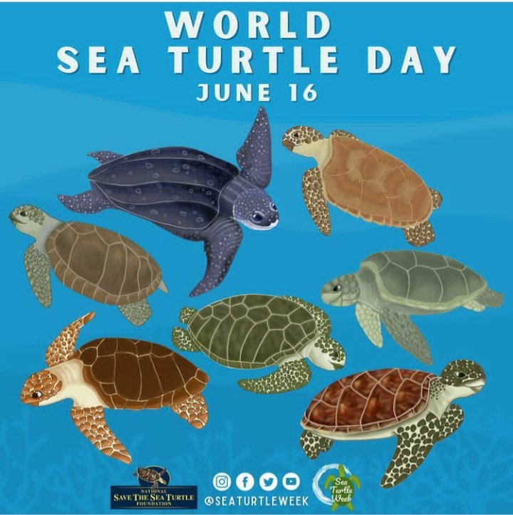 #June16 #WorldSeaTurtleDay #DiaMundialDeLasTortugasMarinas