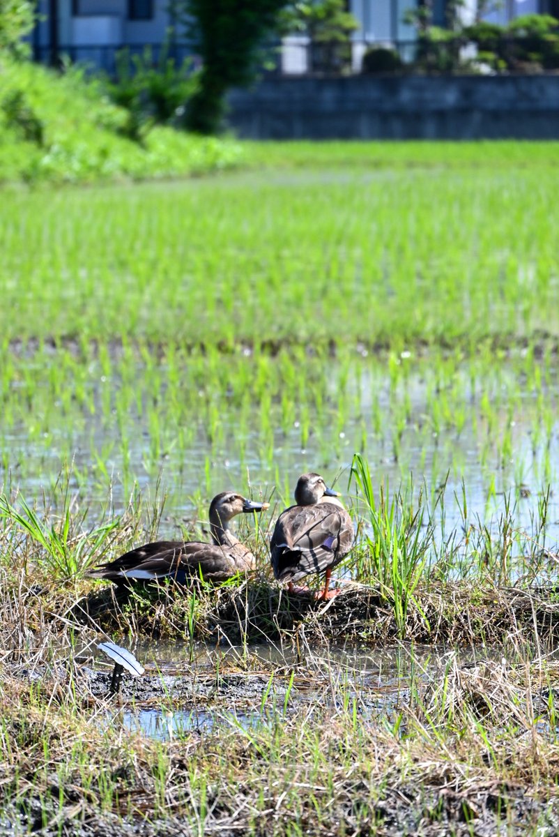 88mcxYZDxgsqEKj's tweet image. 今日は暑くなりそうですね。
あまり動かない鴨。通りすがりに撮影📸 #NikonZ30