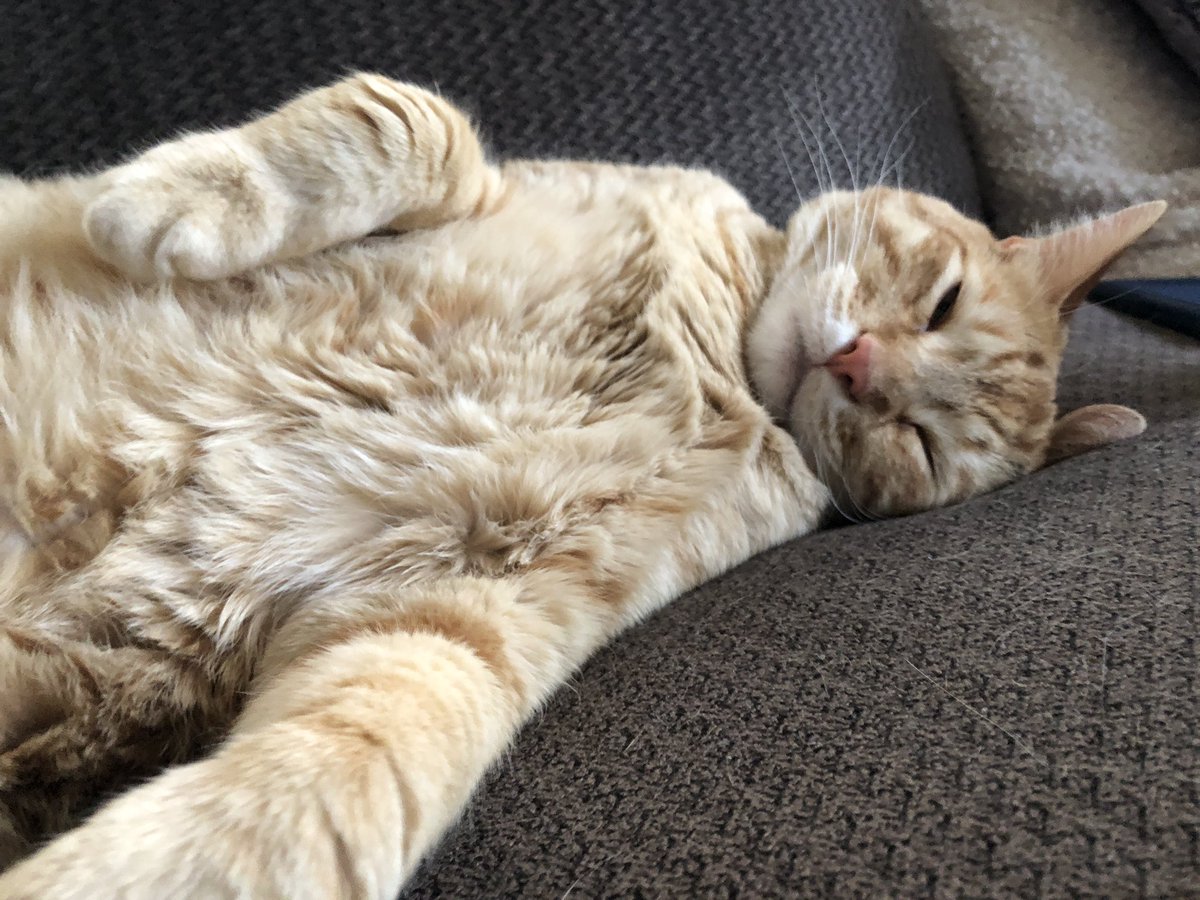bcbull's tweet photo. Friday night vibes, thank you Sam #CaturdayEve #cats #CatsOfTwitter #catsofnpr https://t.co/ielR2v4ozY