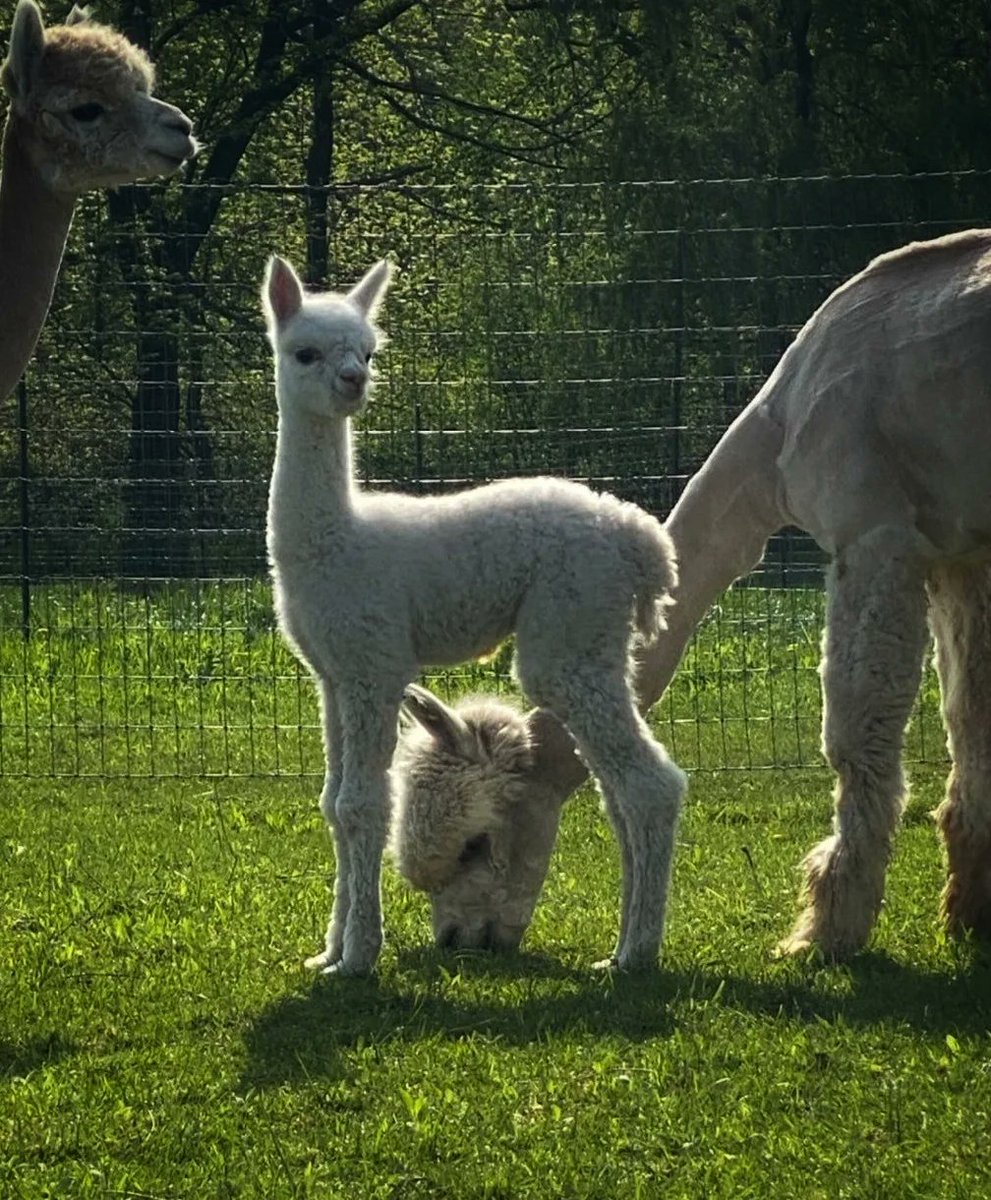 Oak Hills Alpacas tweet media
