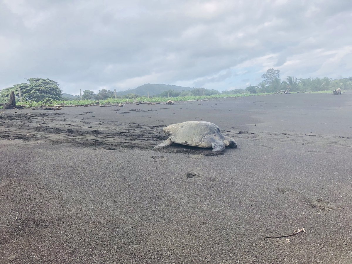 Haydeemedinar's tweet image. A @tortuguias por abrirme las puertas y permitir acompañarles en ese trabajo tan hermoso y extraordinario que realizan en Cambutal y Punta Chame con todas personas que les apoyan y @Banistmo por creer en la
Conservación en Panamá