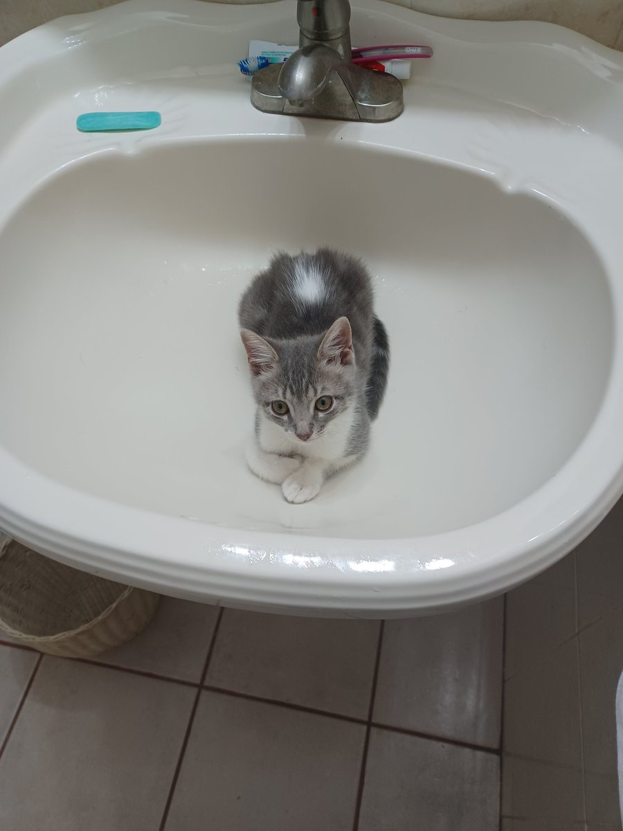 gata on the sink what will she do