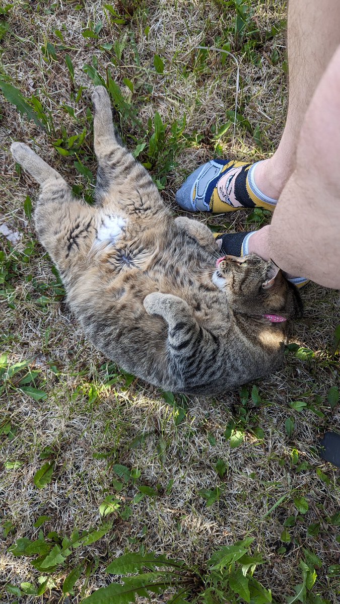 codapod's tweet image. The entire back yard for her to explore and this is where she sits. 
#catlogic
#ififitisits
#WritingCommnunity