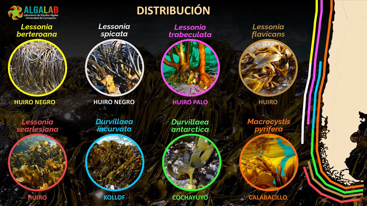 AlgaLab's tweet photo. Conoces la distribución de las algas pardas que forman #BosquesMarinos en Chile?
Son 8 maravillosas especies 😍 - ¿cuantas conocías?
#AlgasChile #Huiro #kollof #cochayuyo #algalab #ChileanKelp #algaspardas #chile https://t.co/k7l3RjZty9