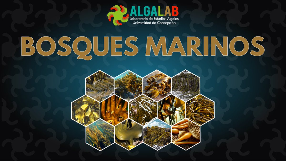 AlgaLab's tweet photo. Conoces la distribución de las algas pardas que forman #BosquesMarinos en Chile?
Son 8 maravillosas especies 😍 - ¿cuantas conocías?
#AlgasChile #Huiro #kollof #cochayuyo #algalab #ChileanKelp #algaspardas #chile https://t.co/k7l3RjZty9