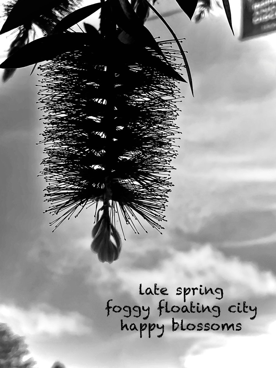 #haiga #haiku #senryu #poetry #micropoems #photography 
 #俳句 #Shahai 

   late spring 
foggy floating city  
happy blossoms
