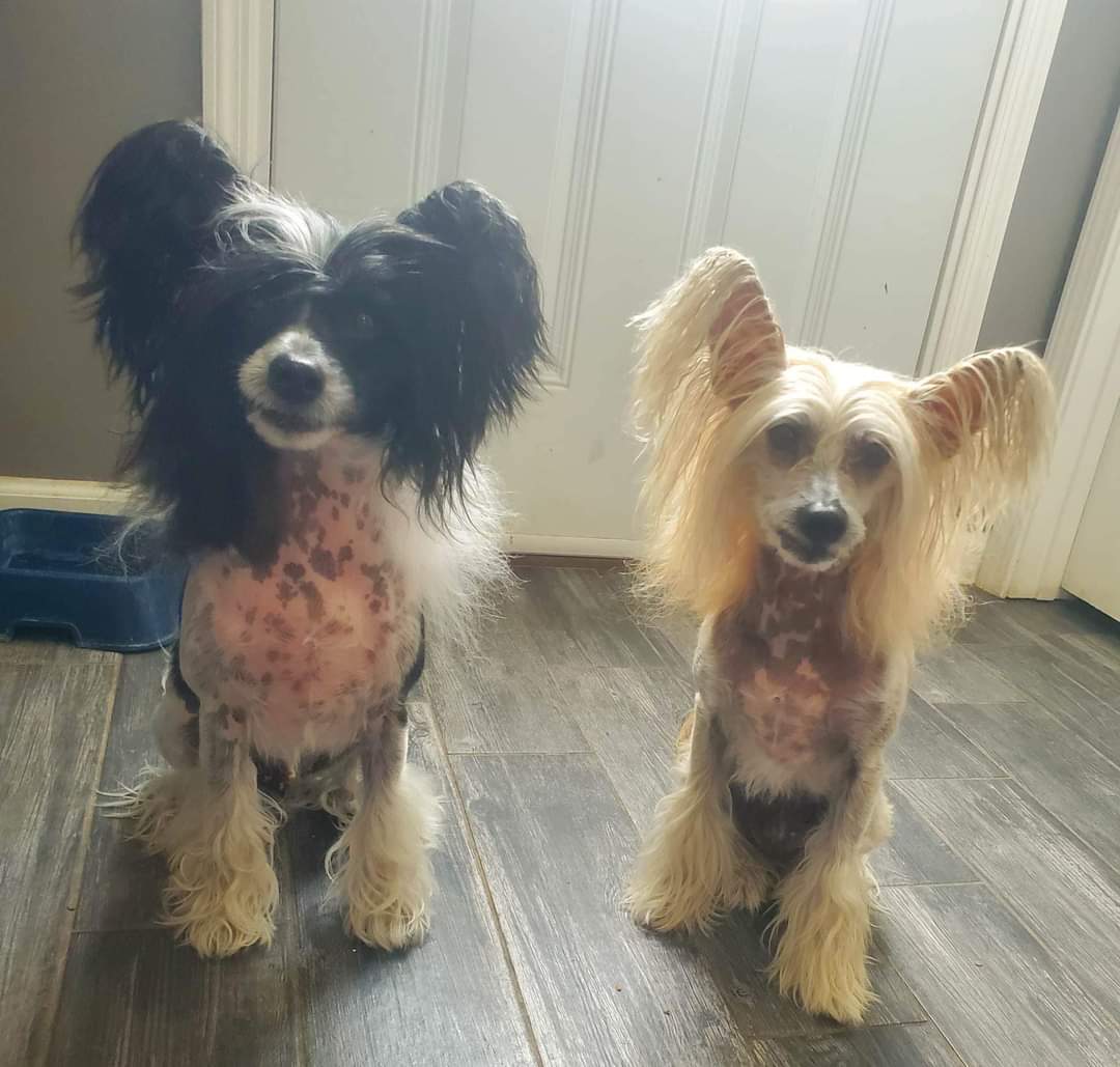Mac’s Mission (@macthepitbull) on Twitter photo Powder Puffers just in!! Pease consider sending us a dollar or a few for these bougie boys. Axl is 10 with brown hair and Slash is 5 with black hair.
Ways to Donate
Venmo: <a href="/macs/">Matthias Spiess</a>-mission
PayPal: macthepitbull@yahoo.com
By Check: 325 County Rd 436 Jackson, MO 63755 Powder Puffers just in!! Pease consider sending us a dollar or a few for these bougie boys. Axl is 10 with brown hair and Slash is 5 with black hair.
Ways to Donate
Venmo: <a href="/macs/">Matthias Spiess</a>-mission
PayPal: macthepitbull@yahoo.com
By Check: 325 County Rd 436 Jackson, MO 63755