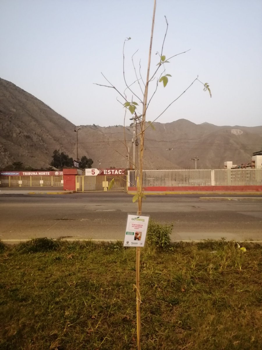 gogreen_peru's tweet photo. Muchas gracias. Dennis Dubois por ser parte de la campaña "Planta un 🌳, siembra futuro"

#GoGreen #GoGreenPeru #AdoptaUnArbol  #plantaunarbol #SiembraFuturo https://t.co/dp4hJfRrHU