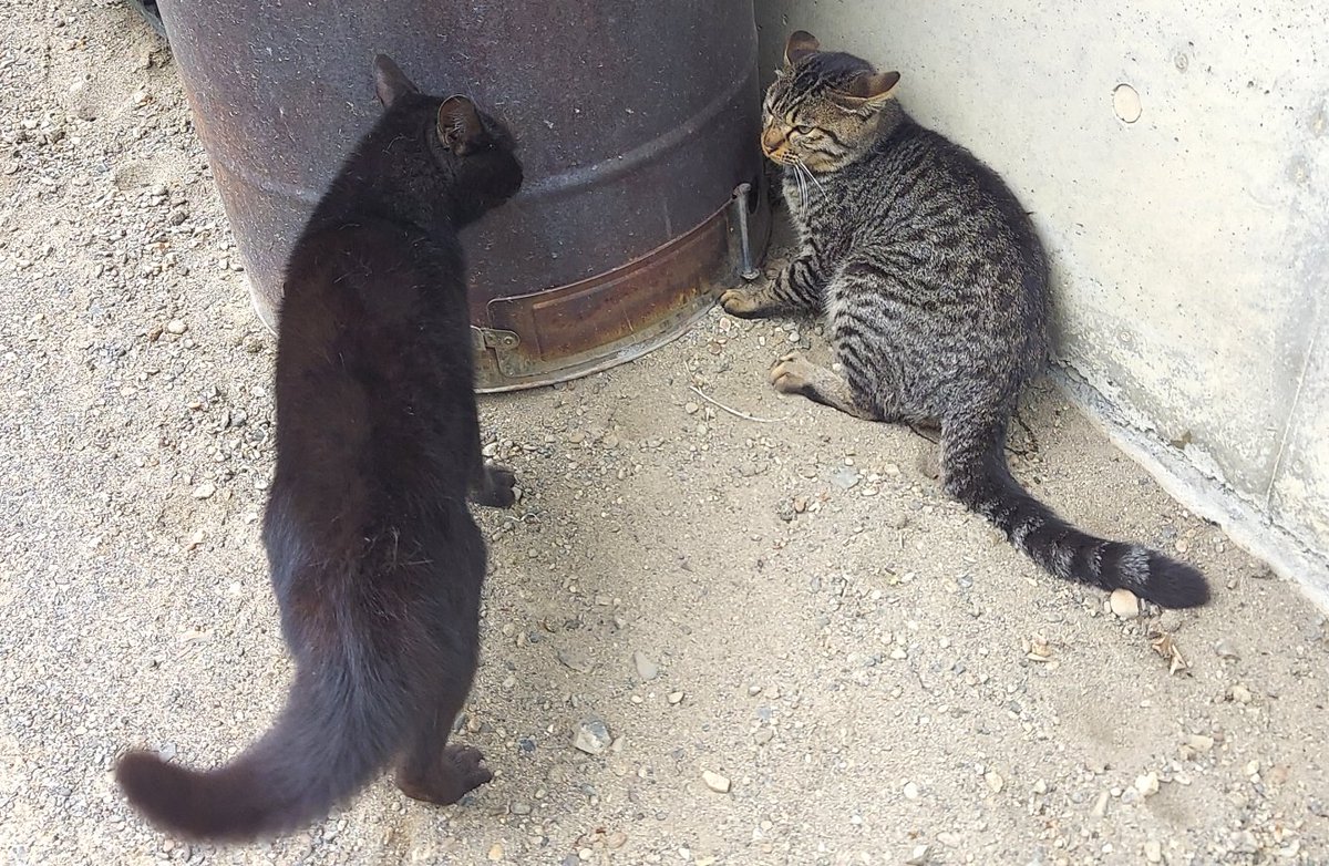 「姐さんが呼び込んだ猫ではなく、知らない集落から巣立ったばかりの、怖いもの知らずの」|浅利与一義遠のイラスト