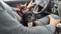 BrianMHazel's tweet photo. If you don't have a dog, 

At least one,  

There is not necessarily anything wrong with you,  

But...

There may be something wrong with your life.

##rescuedismyfavoritebreed

##adopted https://t.co/9yd6wAoQ2E