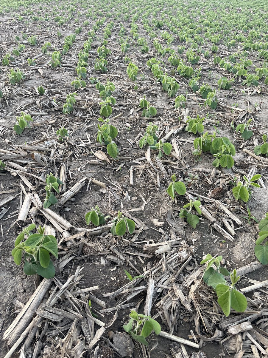 It can be easy to get discouraged with weed control this year caused by lack of rainfall  to activate the products. Although not perfect, a look at a miss next to a laneway shows pre-emerge programs still bring value even in a dry year