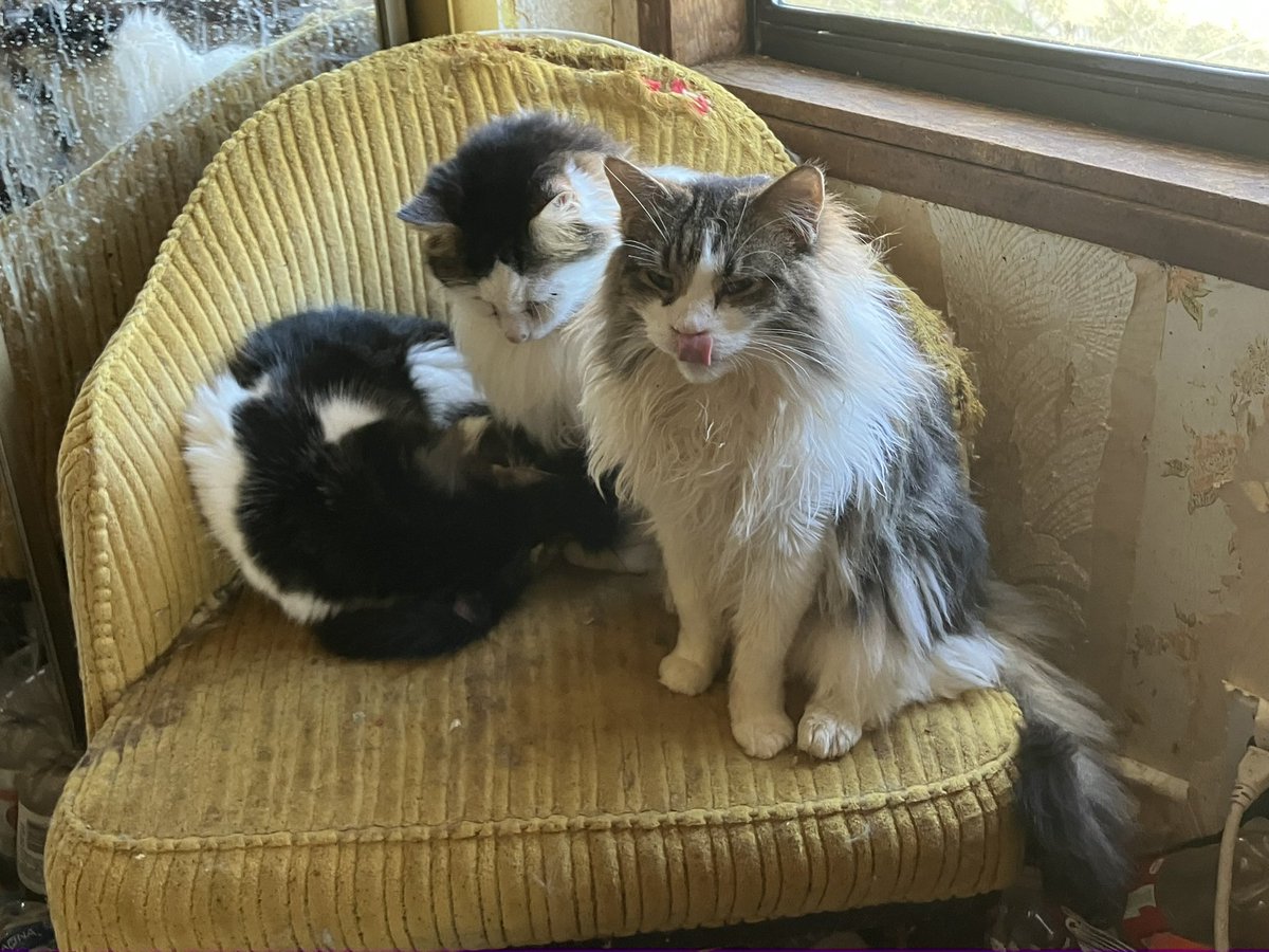 lexianlily's tweet photo. @D_Siebe Cats have the chair https://t.co/EbppOYvtyP