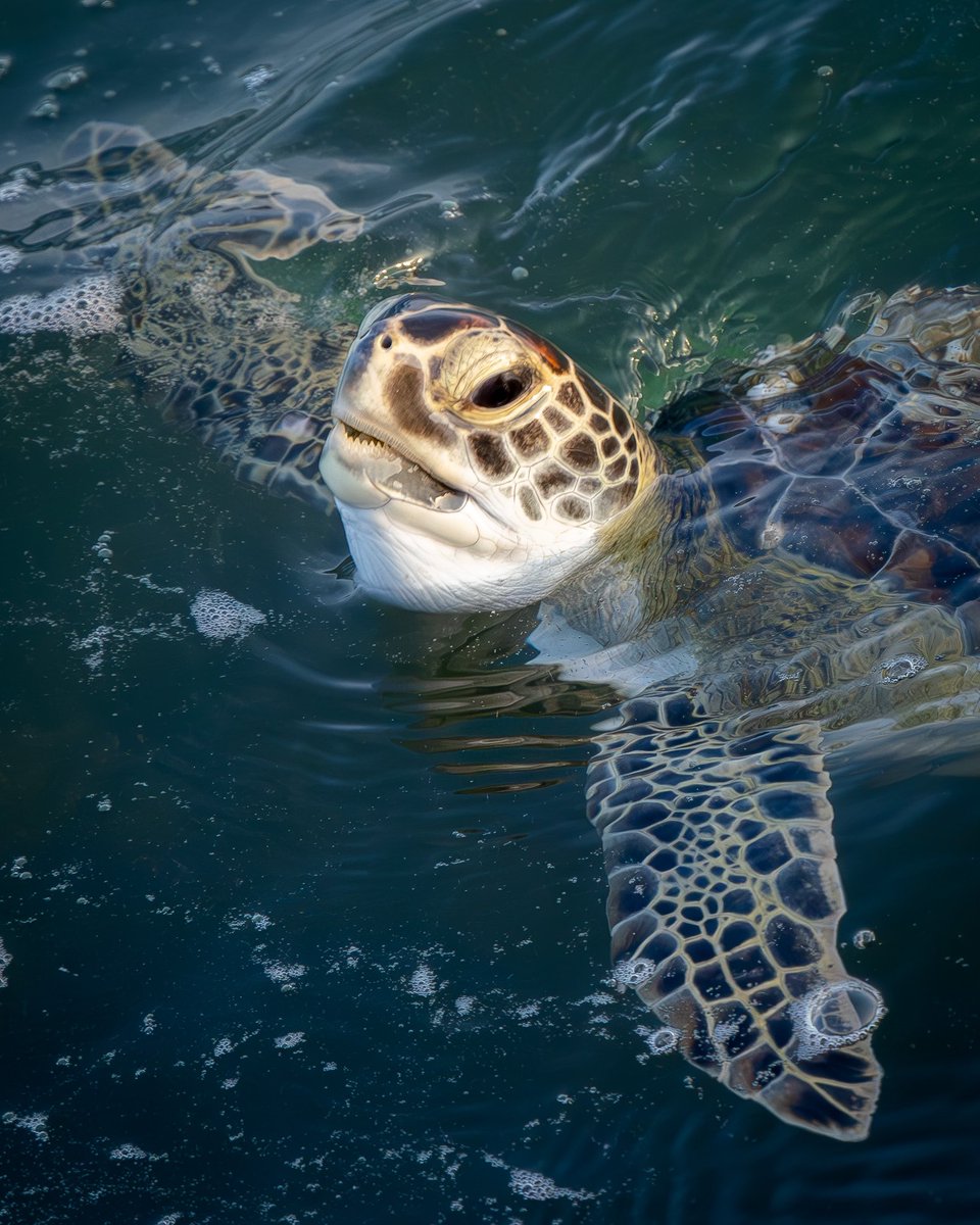 Happy #WorldSeaTurtleDay 🌊🐢

Green Sea Turtle 
South Padre Island, TX