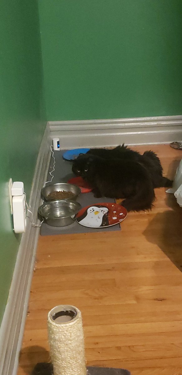 PghLesbian24's tweet photo. @glaad This sweet rescue kitty who lives under our bed is now eating at the communal feeding station in the hallway. Her name is #HelenaCassadine Next to her is much more social son #StefanoDiMera  #BabySteps #Been3Years #cats https://t.co/sRnyw0sC8v