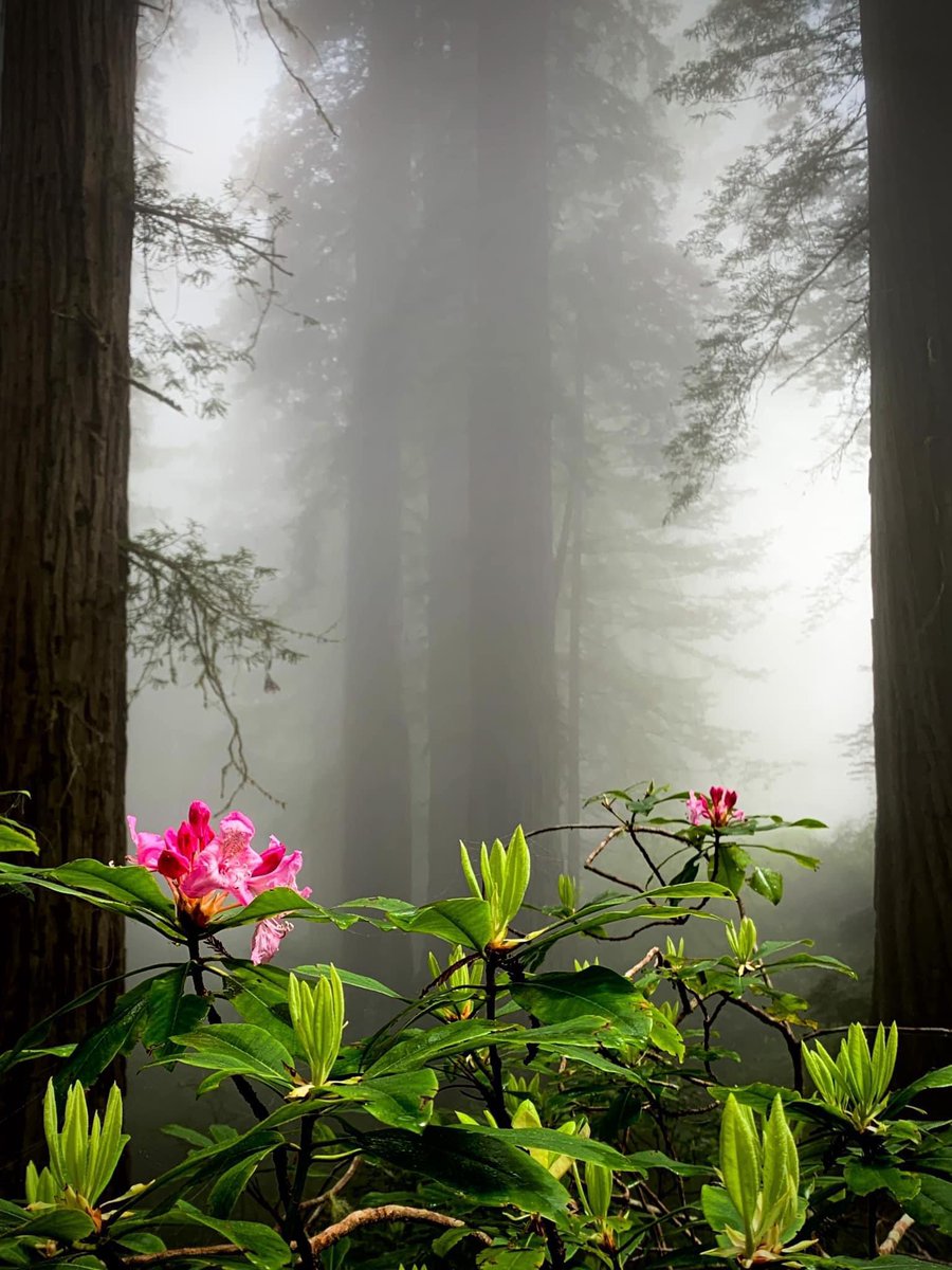 The rhododendron and redwood kingdom. 
Del Norte Coast Redwoods State Park, Humboldt California

📷 Nate Berg
#trees 🌲
#Home 🌺