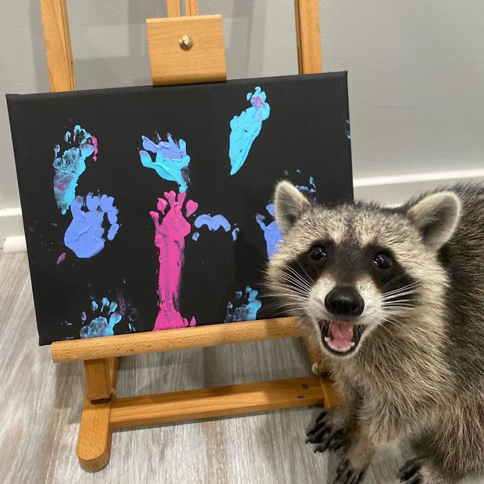 15kyleh's tweet image. I know raccoons are talented, but this is just getting ridiculous