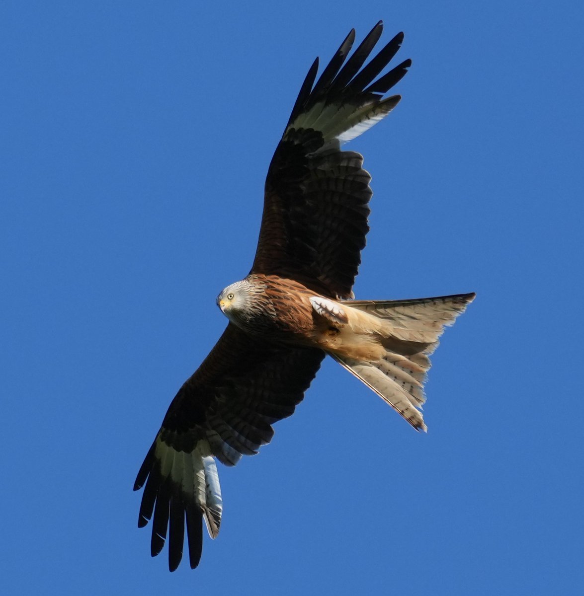 Night folks. 😴
Have a wonderful weekend. 

#RedKite #BirdsOfTwitter #BirdsofPrey #BirdsinFlight #Bird #Raptors #BirdsofAberdeenshire