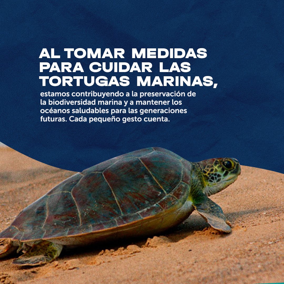 En funzel hemos trabajado por más de 15 años proyectos de conservación de la tortuga marina y esperamos seguir sumando más acciones en pro de la conservación🐢💚

#díamundialdelatortugamarina 
#somosfunzel #oceanossaludables #conservación