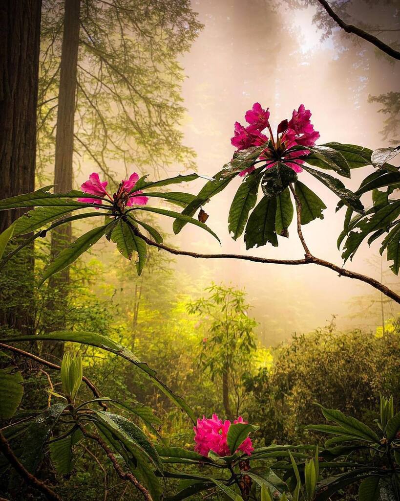 VisitDelNorte's tweet photo. Redwood forest surprises #visitdelnorte 

📸 Amazing capture by @nate_wolverine 

#visitcalifornia #crescentcity #crescentcityca #redwoods #redwood #redwoodnationalpark #nps #visitdelnortecounty #delnortecounty 
#BeautifulDestination #TLPicks #TravelD… https://t.co/4WsAUtwfvQ https://t.co/ER2w5TgIpZ