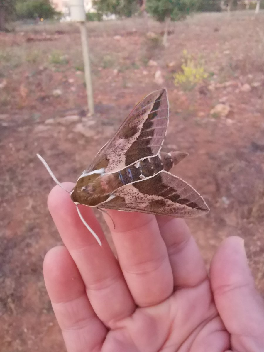 Bon dia! Vespre de mostreig! #biodiversitat #lepidopters