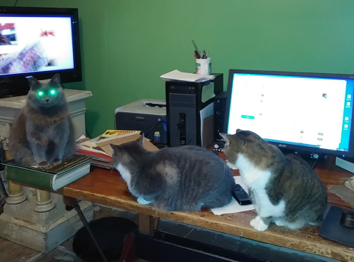 Today on #Caturday Movie Classics .. "The Cat from Outer Space" starring Ralph, and co-starring Greyson and Olivia