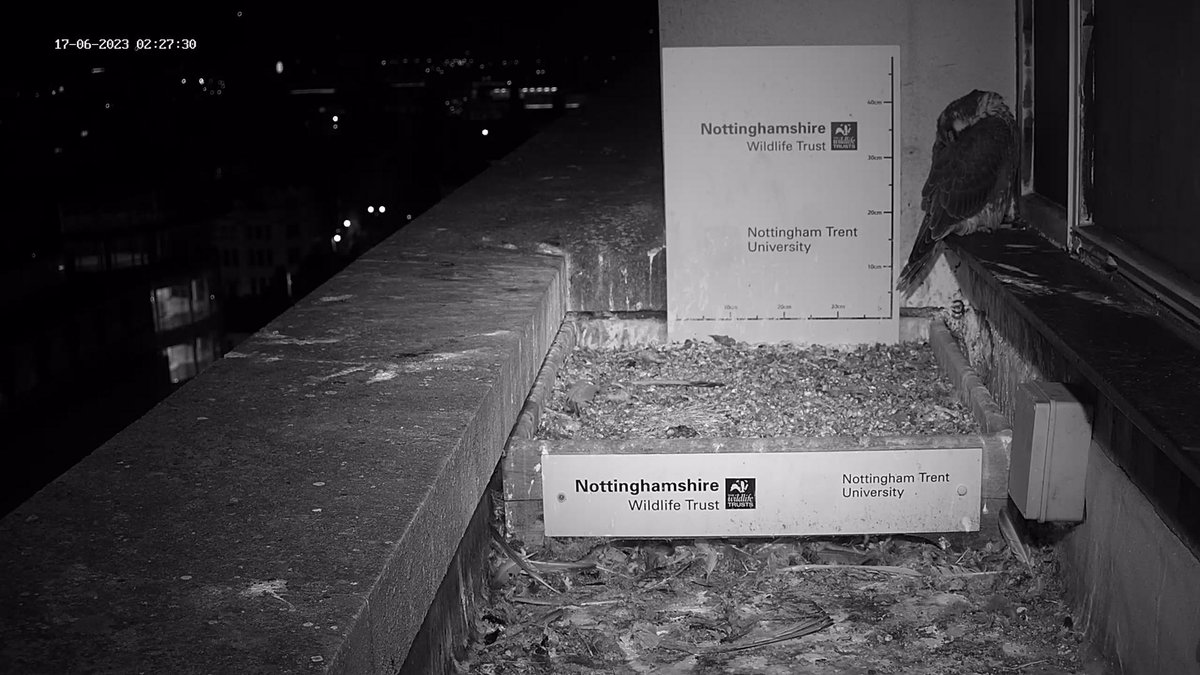 Day 44 - 02:27, Detected: Interesting_night (14°C, clear sky, Wind: LightBreeze 3.1m/s SE) - 'Baby falcons are called eyases.' -   #theygrowupsofast