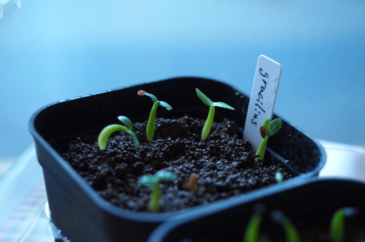 pachypodiumgracilius