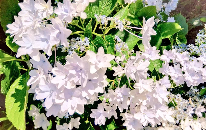 庭の紫陽花がめちゃ白くて綺麗だ…お鶴…(すぐ概念を探す)