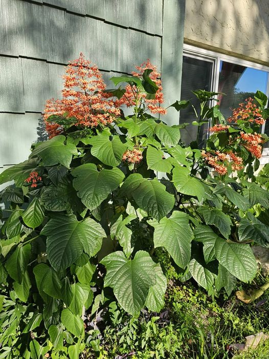 bud_future's tweet image. This is a pagoda plant in my collar home yard. I like it so much that I want to plant one in my yard too! 🪴