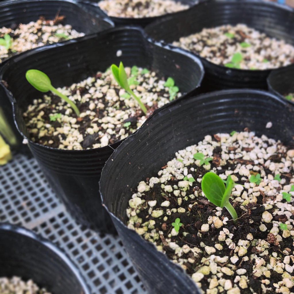 ピントが後ろに合ってしまったこじこじのもとづくり。
と、4月末に蒔いたスイカの種が今になって発芽😳
間に合うのかな🌱
#_cojicoji