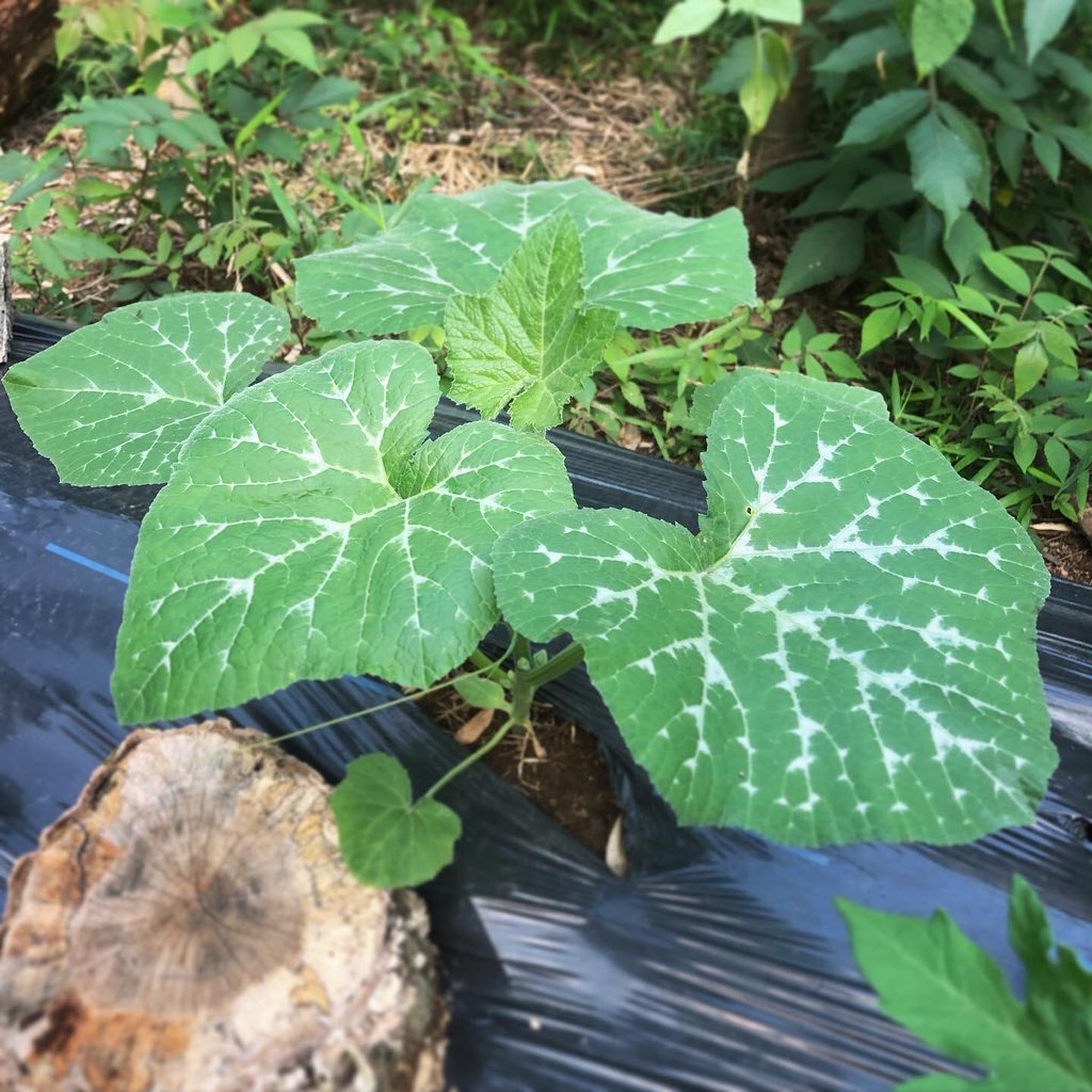 きのうのこじこじと、
順調そうな会津早生菊南瓜。
#_cojicoji