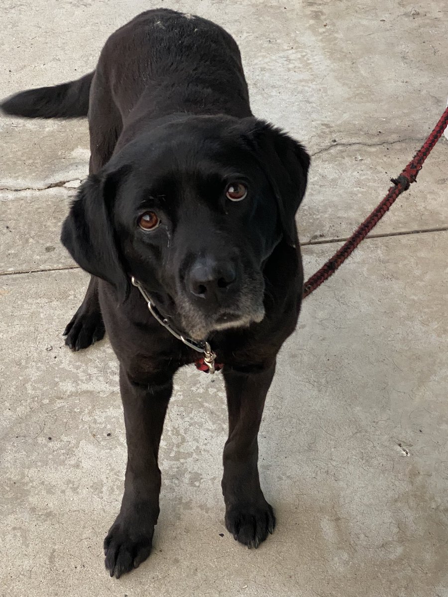noriaki52965296's tweet photo. 16日の夜、小倉南区横代で迷い犬ラブラドールレトリバーを保護しました。
小倉南署に届けた方が良い？
拡散希望 https://t.co/tEWdgQGciu