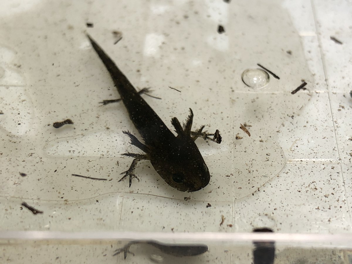 MIVernalPools's tweet photo. In our vernal pools still holding water Spotted Salamander and Blue-spotted Salamander larvae are growing legs and will emerge as terrestrial juveniles soon. They will then move to the upland forested habitat for the rest of the year. #VernalPools #IndicatorSpecies #Salamanders https://t.co/LefHMwthgj