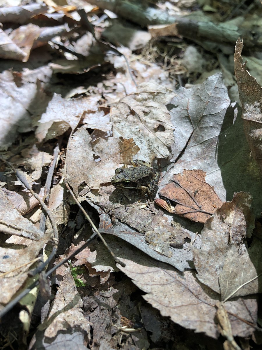 MIVernalPools's tweet photo. #FrogFriday You can find our indicator species, the Wood Frog, throughout the forest floor during this time of year. This is where they spend the summer and fall. It is amazing how they blend into the leaf litter! #VernalPools #IndicatorSpecies #WoodFrog #Amphibians #Conservation https://t.co/6J9wV9Uow2