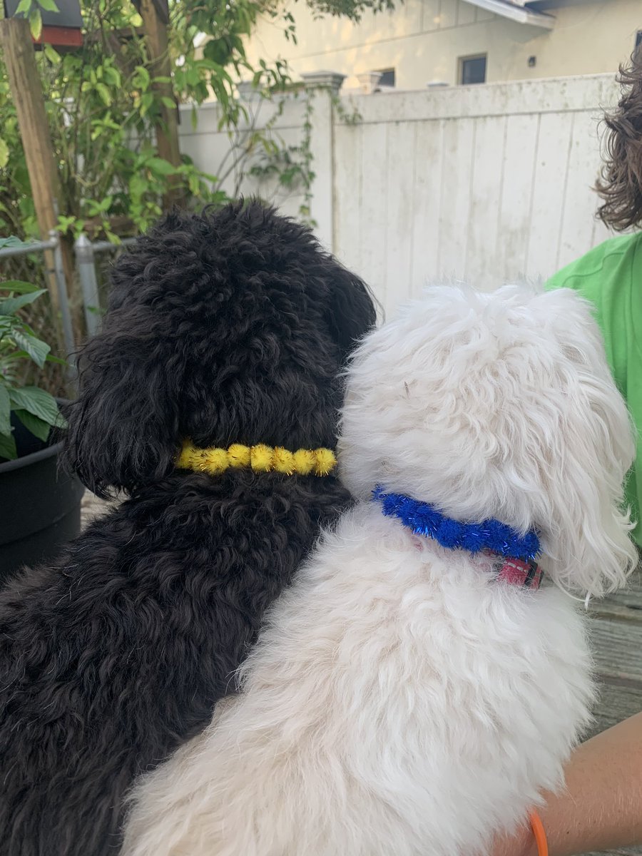 Wander and Siri poodles <a href="/BaseballPoodle/">Tribute to BaseballPoodle</a> <a href="/RaysBaseball/">Tampa Bay Rays</a> #RaysUp @AndrewFreed33