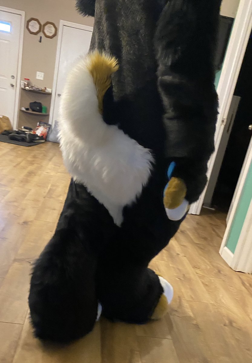 Drag0nDream's tweet photo. Most resent competed comission! For @ConTheCorgi 🐕
feet pattern by @spiltgrapesoda 
hand pattern by @Kloofsuits 
Head is by @LLMCostumes 
Frost ever drop crotch suit, attached feet and indoor feet!! 🥰 https://t.co/GP4rYm1KFj