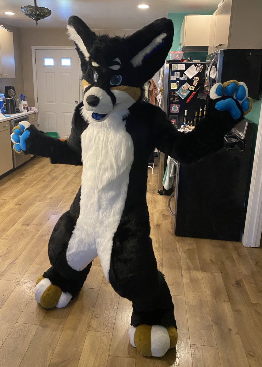 Drag0nDream's tweet photo. Most resent competed comission! For @ConTheCorgi 🐕
feet pattern by @spiltgrapesoda 
hand pattern by @Kloofsuits 
Head is by @LLMCostumes 
Frost ever drop crotch suit, attached feet and indoor feet!! 🥰 https://t.co/GP4rYm1KFj