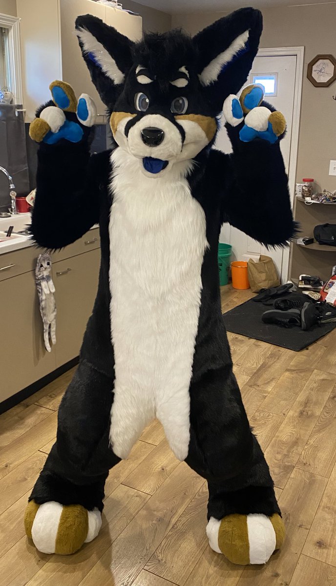 Drag0nDream's tweet photo. Most resent competed comission! For @ConTheCorgi 🐕
feet pattern by @spiltgrapesoda 
hand pattern by @Kloofsuits 
Head is by @LLMCostumes 
Frost ever drop crotch suit, attached feet and indoor feet!! 🥰 https://t.co/GP4rYm1KFj