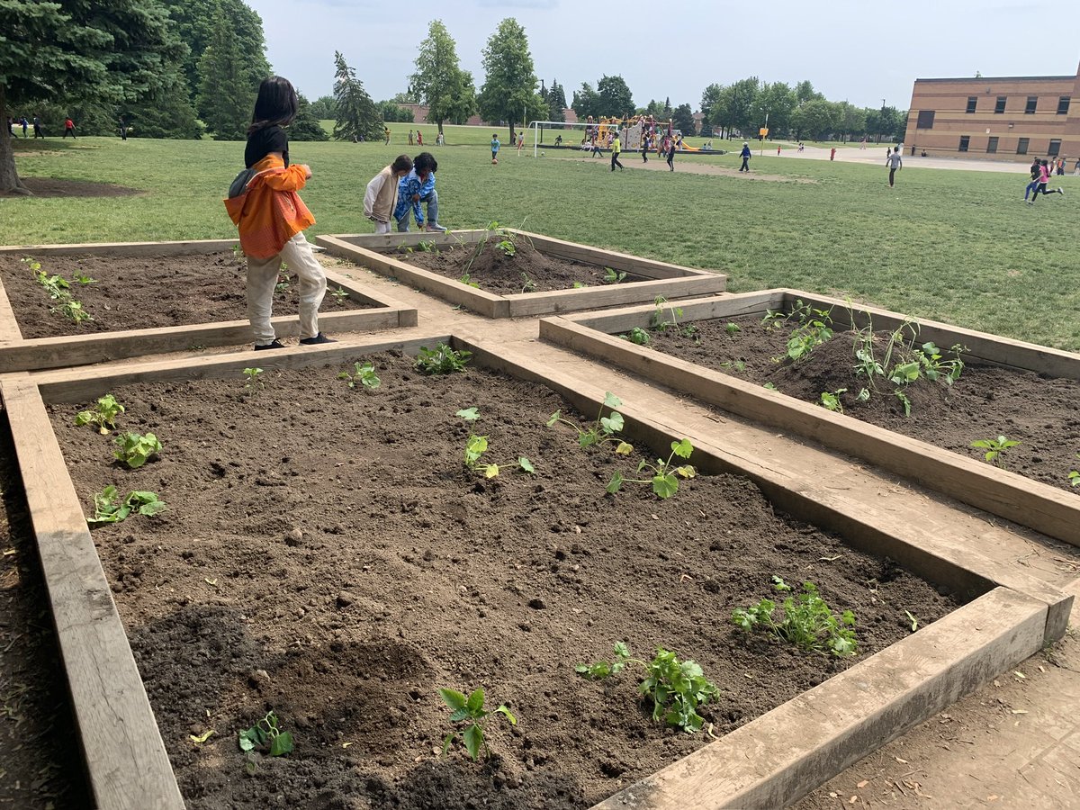 Mr. Uriarte (@mruriarte) on Twitter photo The community garden is finally done, all the plants are in the ground. Thank you to <a href="/IsaacCrosby/">Isaac Crosby</a> for all his help. More information is coming on how the community can help with caring for the garden, so please stay tuned. #Sustainability #ClimateJustice #cliamteaction <a href="/PDSB_eco/">Peel EcoSchools</a> The community garden is finally done, all the plants are in the ground. Thank you to <a href="/IsaacCrosby/">Isaac Crosby</a> for all his help. More information is coming on how the community can help with caring for the garden, so please stay tuned. #Sustainability #ClimateJustice #cliamteaction <a href="/PDSB_eco/">Peel EcoSchools</a>