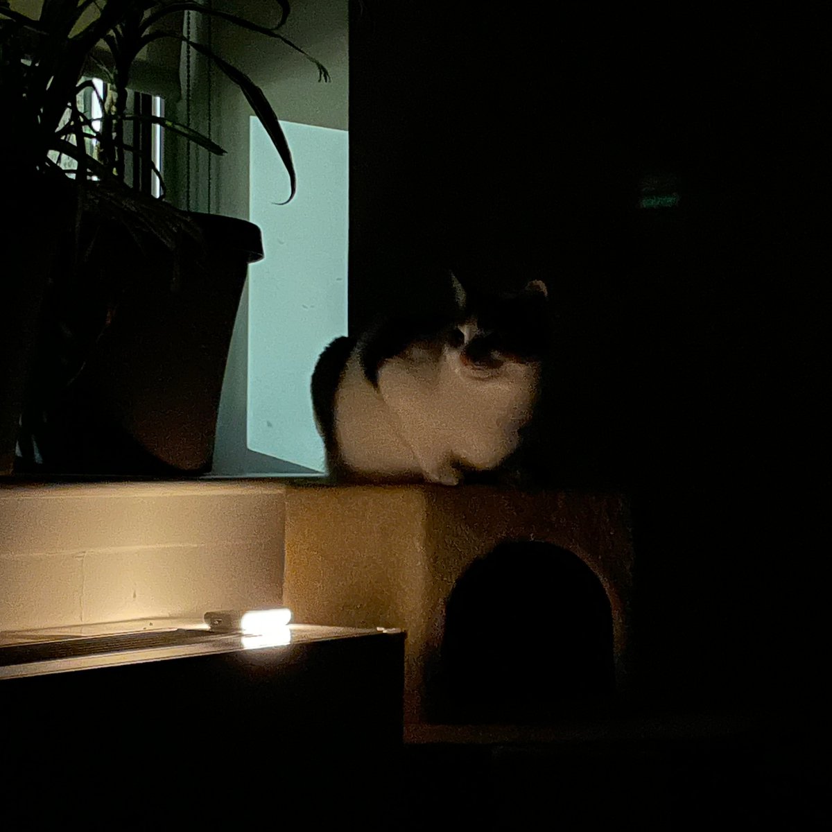 Jasper protects the bedroom late at night.
.
#jasperthegreat #domesticshorthair #meow #cat #cats  #pets #nyccats #kitty #thedailykitten #pawsandpaws #instacat #dailyfluff #petoftheday #bestmeow #catlovers #catlife #catstagram