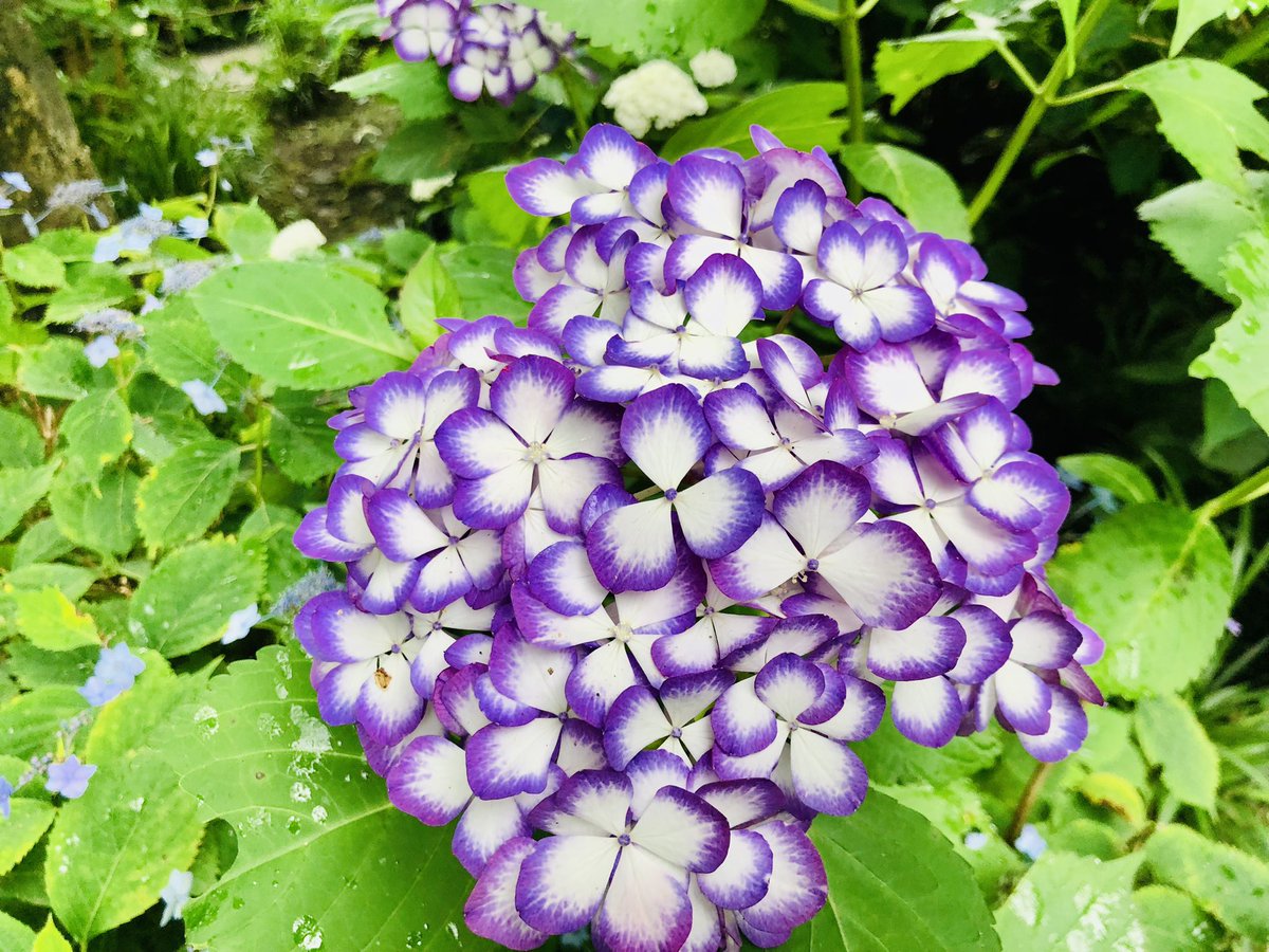 SHINGOKUKIYAMA's tweet photo. 紫陽花がめちゃくちゃ綺麗でした！
綺麗なものには、癒されます。

紫陽花の花言葉は『移り気』『辛抱強さ』
移り���→色が少しずつ変化するから
辛抱強さ→咲いている期間が長いから

信念を持って、目の前の仕事に取り組んでいこうと、気が引き締まりました。

#あじさい
#長谷寺 https://t.co/ibJpZNkiCW