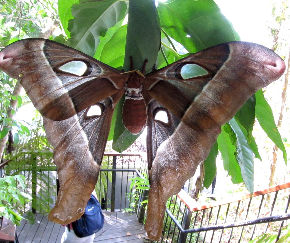 オーストラリアの巨大ヘラクレスサン！ 本当に大きなガでした。 南米で